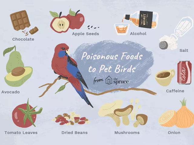 10种常见食物会毒害你的鸟